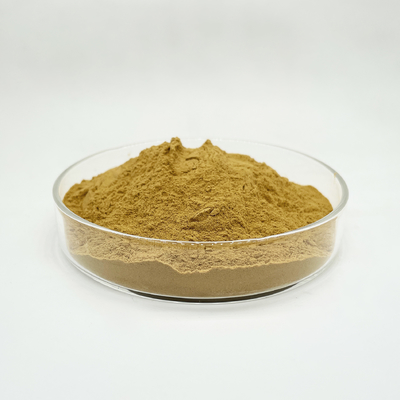 Hot Selling Hamamelis Virginiana Extract Powder 10:1 Witch Hazel Extract
